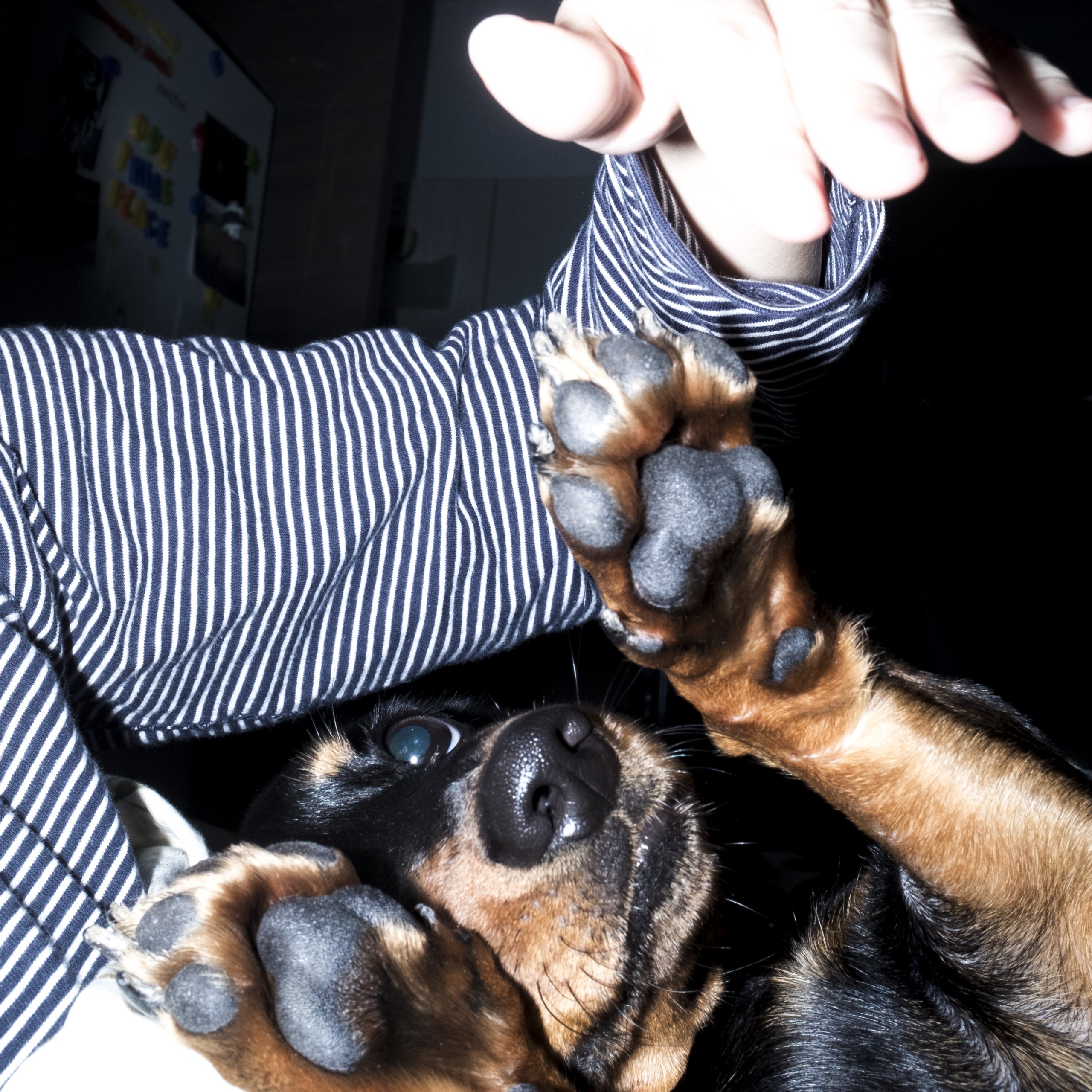 Toma's girlfriend playing with their dachshund.