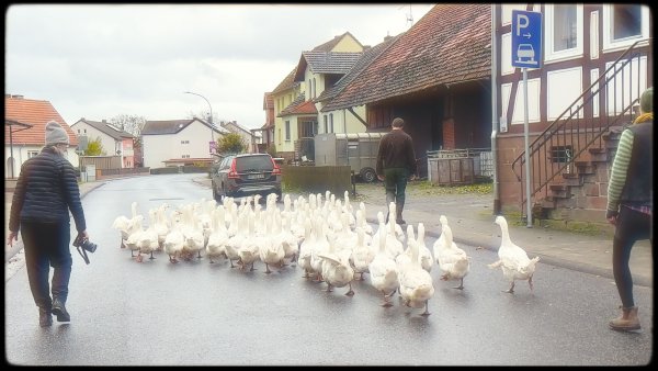 Annie, Franziska and Franziska's husband walks through the village with a flock of geese.